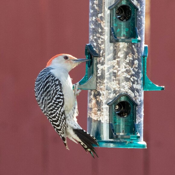 Meet your Posher, Vern - Picture 1 of 2